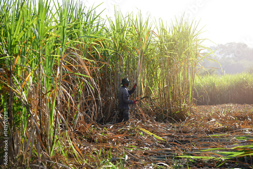 Sugarcane cutting, sugarcane farmers harvesting sugarcane in the field. Sugar industry