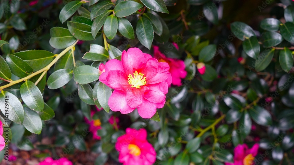 a red camellia in full bloom in December a red camellia in full bloom in December