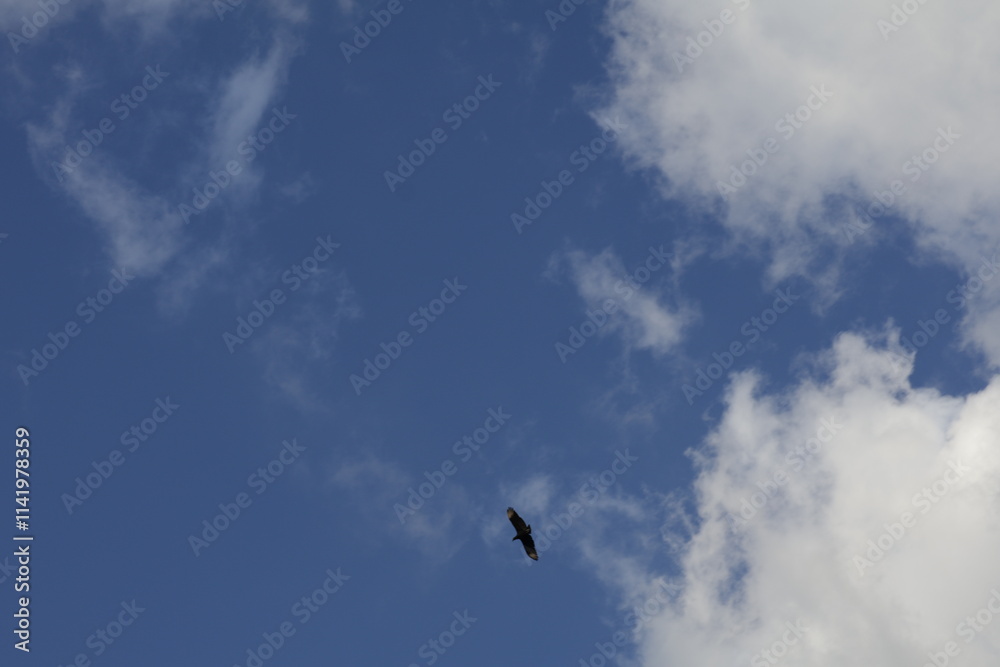 Fototapeta premium Toma de lejos de unas bellas nubes en un cielo de color azul durante el día