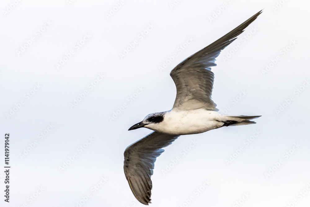 Obraz premium A Tern flying with a cloudy sky background