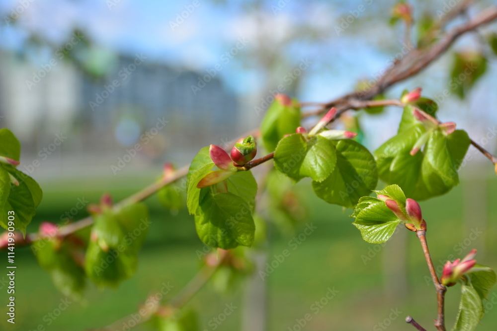 a close up of a branch with green leaves and some buds a close up of a branch with green leaves and some buds