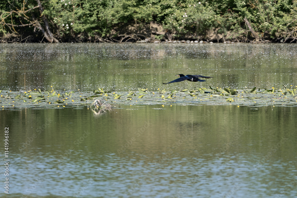 The Great Black Cormorant flying over a Lake The Great Black Cormorant flying over a Lake
