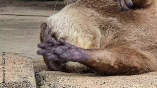 playful otter or known as Aonyx cinereus living around river bank, showcasing its intricate fur texture and natural habitat with its companion