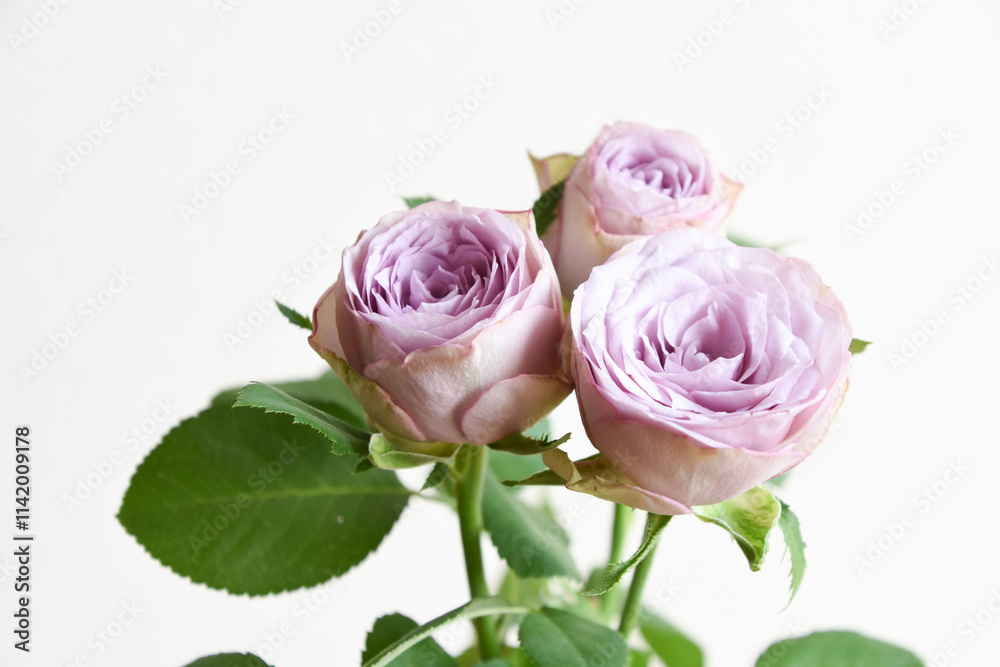Naklejka premium 紫色の薔薇