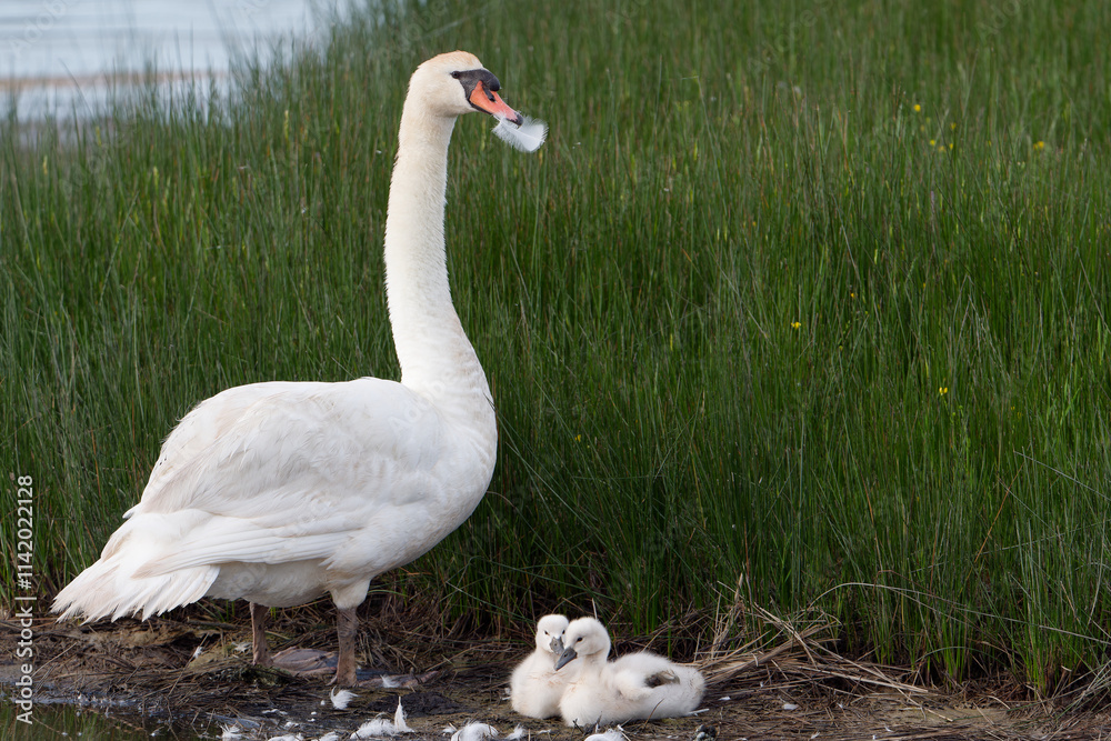 Obraz premium Famille de cygnes