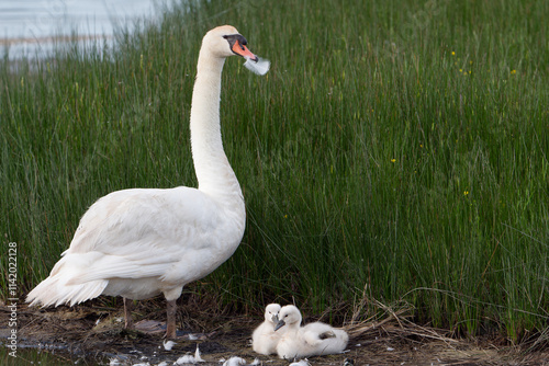 Fototapeta Naklejka Na Ścianę i Meble -  Famille de cygnes