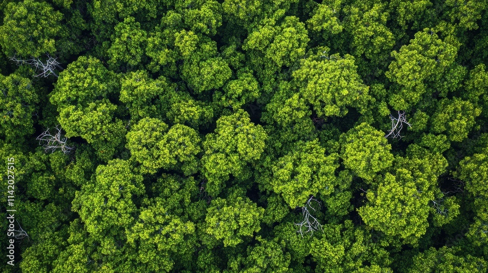 Aerial view of beautiful mangrove Aerial view of beautiful mangrove