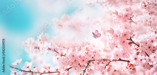 Branches of blossoming cherry against background of blue sky and fluttering butterflies in spring on nature outdoors. Pink sakura flowers, dreamy romantic artistic image of spring nature, copy space.