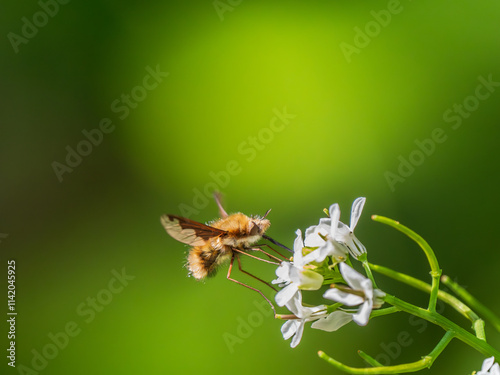 Dark-edged Bee-fly Feeding on Garlic Mustard photo