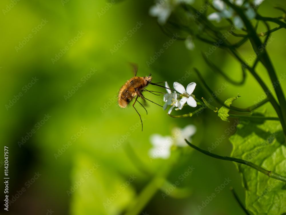 Dark-edged Bee-fly Feeding on Garlic Mustard Dark-edged Bee-fly Feeding on Garlic Mustard