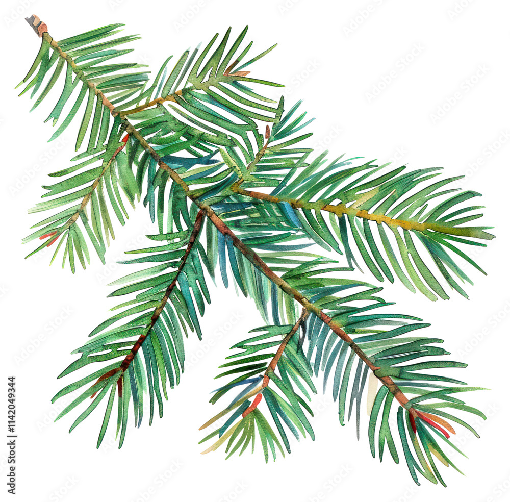 Naklejka premium PNG A pine branch illustration watercolor tree.
