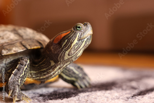 People care for and play with a pet red-eared turtle. photo