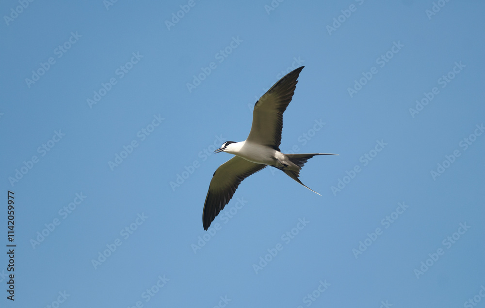 Sterne fuligineuse,.Onychoprion fuscatus, Sooty Tern, Ile Bird Island, Réserve naturelle, Iles Seychelles Sterne fuligineuse,.Onychoprion fuscatus, Sooty Tern, Ile Bird Island, Réserve naturelle, Iles Seychelles