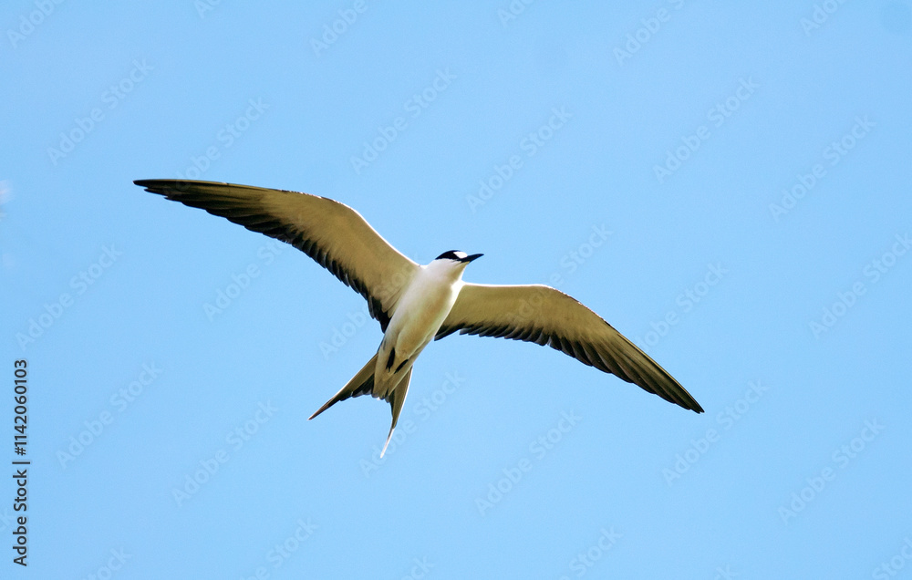 Obraz premium Sterne fuligineuse,.Onychoprion fuscatus, Sooty Tern, Ile Bird Island, Réserve naturelle, Iles Seychelles