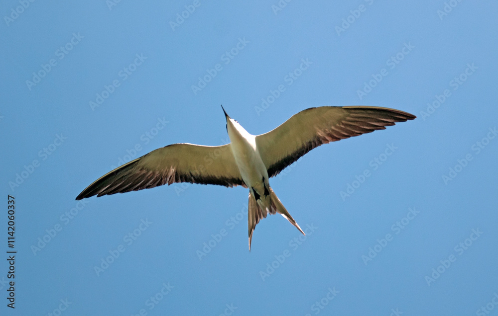 Obraz premium Sterne fuligineuse,.Onychoprion fuscatus, Sooty Tern, Ile Bird Island, Réserve naturelle, Iles Seychelles