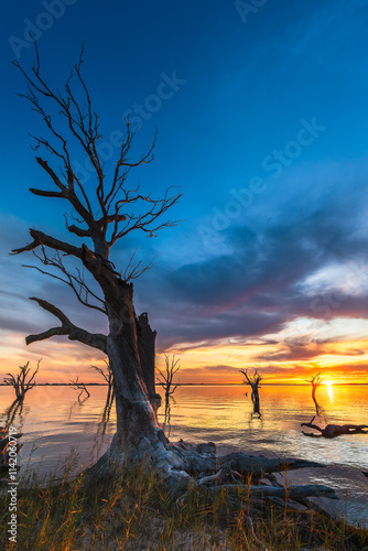 Dried tree on Lake Bonney shore at sunset, Barmera, South Australia photo