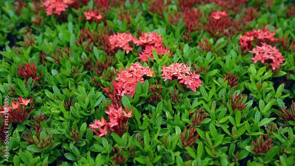 A Stunning Display of Vibrant Red Ixora Flowers Nestled Amidst Lush, Green Foliage A Stunning Display of Vibrant Red Ixora Flowers Nestled Amidst Lush, Green Foliage
