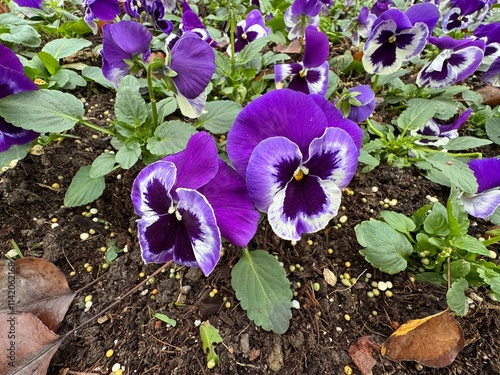 Blooming vibrant purple violet flowers in the garden. Cortinarius violaceus, violet webcap, violet cort. Purple pansy viola cornuta tricolor, viola wittrockiana, violaceae, heartsease a wildflower.
 photo