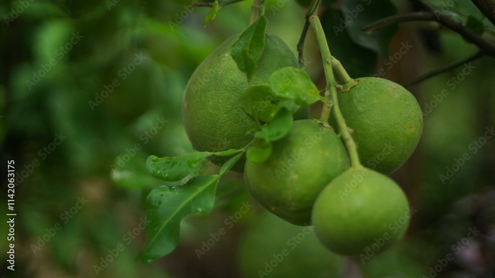 Green pomelo fruit is a citrus fruit that has vitamin C benefits, with a round shape. Pomelo is also known as Balinese orange Green pomelo fruit is a citrus fruit that has vitamin C benefits, with a round shape. Pomelo is also known as Balinese orange