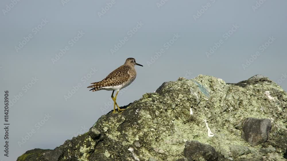 Wood Sandpiper (Tringa glareola) is a species of woodcock and a migratory bird. They live near freshwater, seaside, lakes, ponds, streams. They can feed on insects, crustaceans, mollusks. Wood Sandpiper (Tringa glareola) is a species of woodcock and a migratory bird. They live near freshwater, seaside, lakes, ponds, streams. They can feed on insects, crustaceans, mollusks.