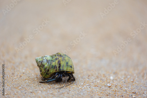 Hermit crabs in its natural habitat, Anomuran decapod crustaceans of the superfamily Paguroidea that have adapted to occupy empty scavenged mollusc shells to protect their fragile exoskeletons. photo