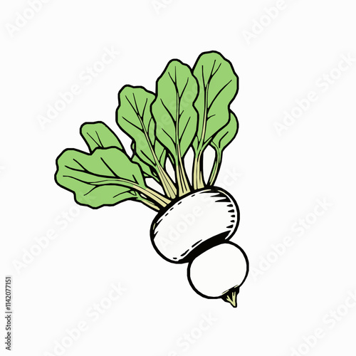 Kohlrabi Outline Vector Illustration with Round Bulb and Sprouting Leaves