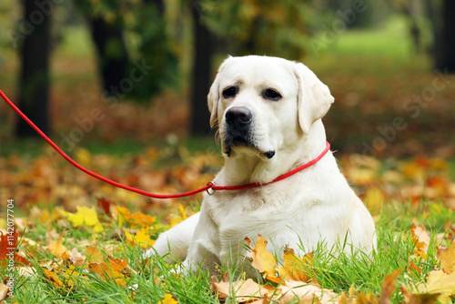 yellow labrador retriever in summer close up