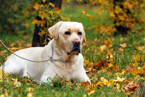 yellow labrador retriever in summer close up