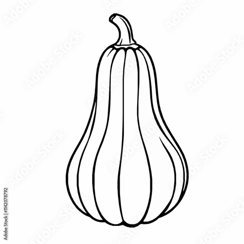 butternut squash outline vector illustration with bulbous bottom and smooth surface
