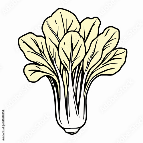 bok choy outline vector illustration with wide leafy blades and short stalk