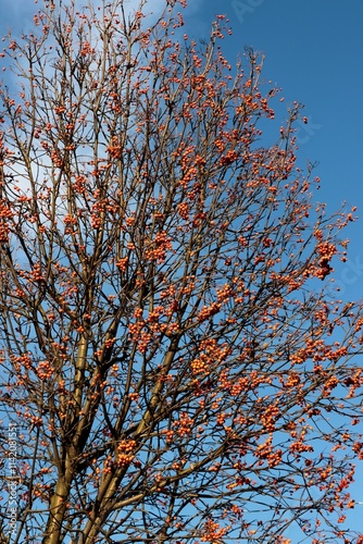 Sorbus intermedia tree with red fruits at autumn photo