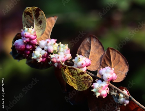 pink berries of Symphoricarpos orbiculata bush at autumn close up photo