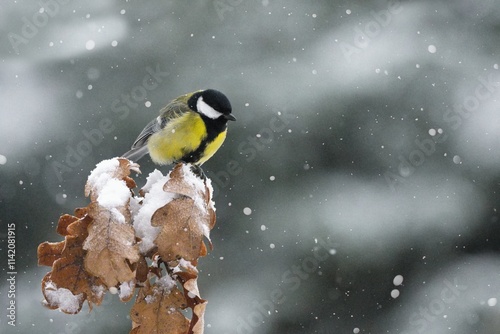 Beautiful winter scenery with Great Tit (Parus Major) bird perched on the branch within a snowfall