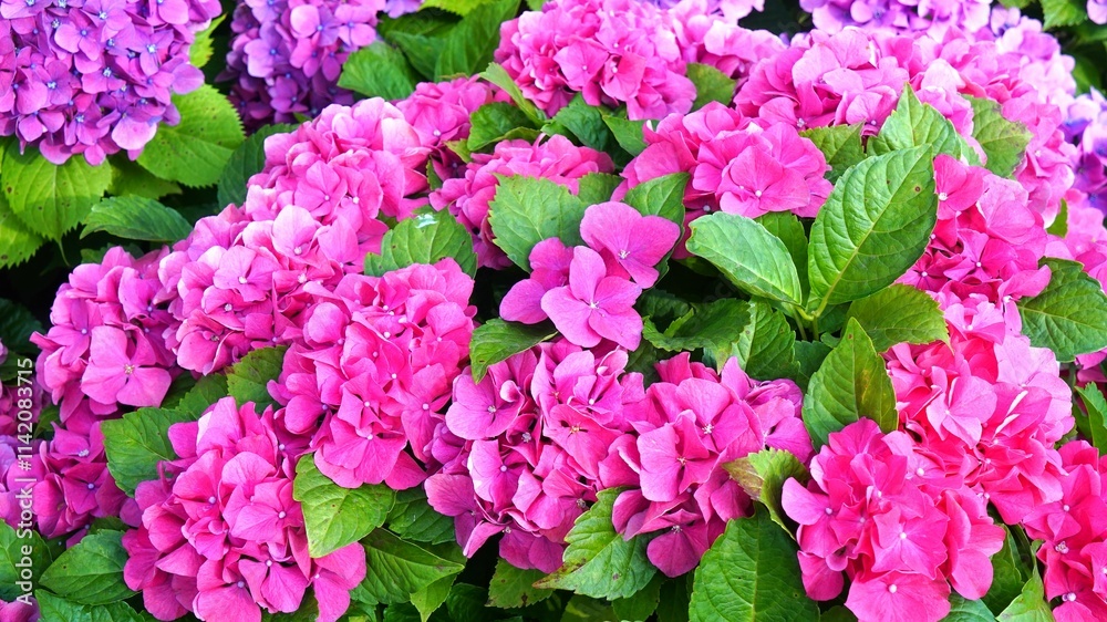 Hydrangeas in full bloom and in brilliant colors Hydrangeas in full bloom and in brilliant colors