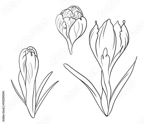 Freehand fine line illustration of three spring flowers, vectorized
