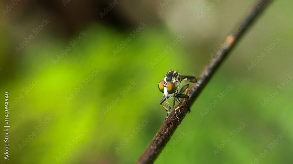 Robber fly (Ommatius) perched on a wire with a blurred background. macro photography Robber fly (Ommatius) perched on a wire with a blurred background. macro photography