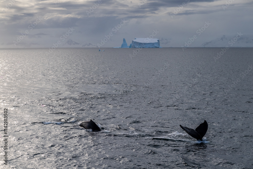 Naklejka premium Antarctic landscape with diving humpback whales