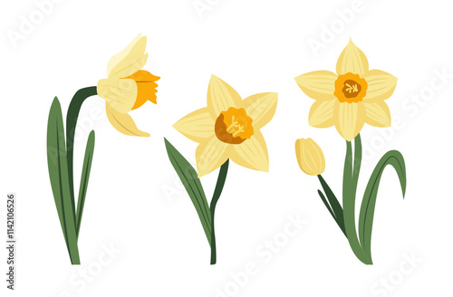 Yellow daffodils isolated on white background. Floral decor. Clip art set. Vector illustration.