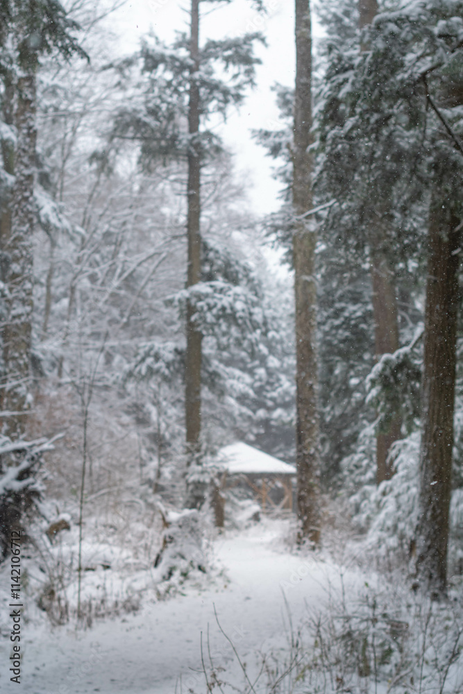 First snow, season selective focus snow covered morning woodland trail pine trees wonderland background image First snow, season selective focus snow covered morning woodland trail pine trees wonderland background image