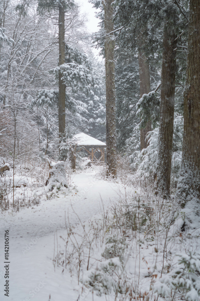Fototapeta premium First snow, season selective focus snow covered morning woodland trail pine trees wonderland background image