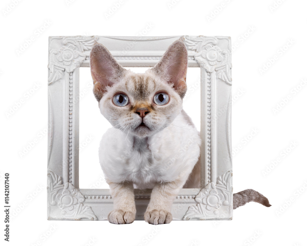 Adorable Devon Rex cat kitten, laying through white image frame. Looking curious towards camera with blue eyes. Isolated cutout on a transparent background. Adorable Devon Rex cat kitten, laying through white image frame. Looking curious towards camera with blue eyes. Isolated cutout on a transparent background.