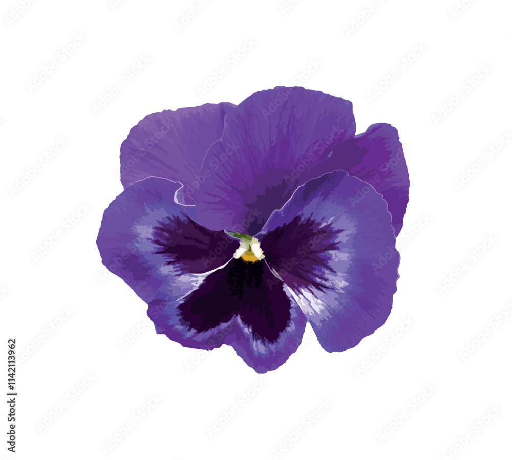Purple pansy isolated on white background. Purple yellow violet vector. Cortinarius violaceus, violet webcap, violet cort. Pansy viola cornuta tricolor, viola wittrockiana, violaceae, heartsease.
Purple pansy isolated on white background. Purple yellow violet vector. Cortinarius violaceus, violet webcap, violet cort. Pansy viola cornuta tricolor, viola wittrockiana, violaceae, heartsease.