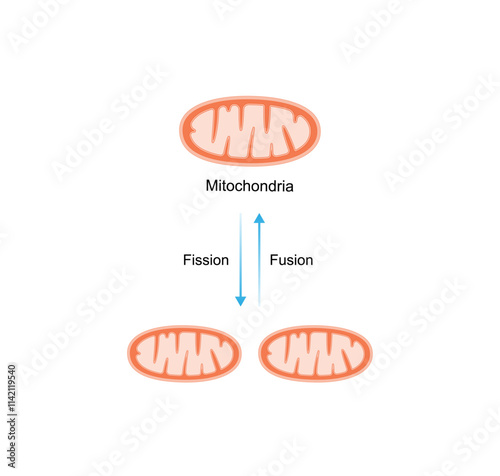 Mitochondrial fission, mitochondrion divides into two mitochondria. Mitochondrial fusion, merging of the outer and the inner mitochondrial membranes. Scientific vector illustration.