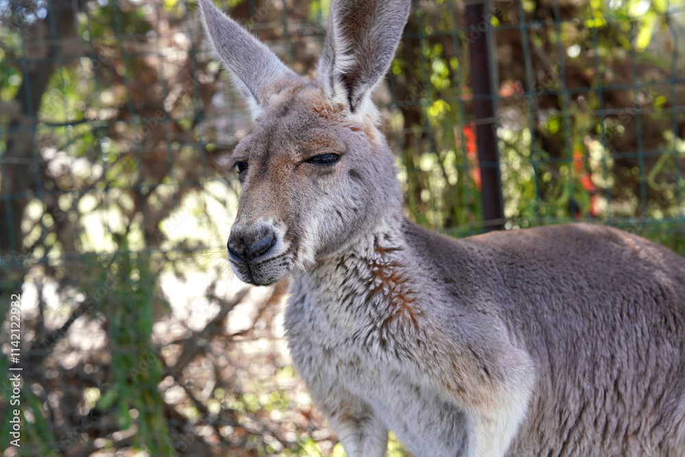 Kangaroos are one of the many animals that can be found in Caversham Wildlife Park, Australia Kangaroos are one of the many animals that can be found in Caversham Wildlife Park, Australia