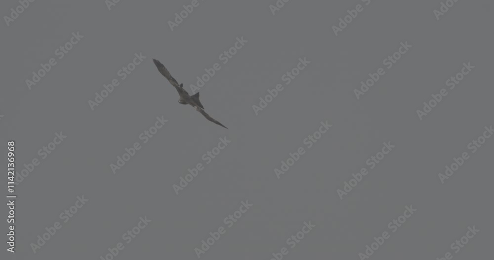Agra, Uttar Pradesh, India. Ungraded C LOG 2, Black Kites Flying In Slow Motion, Close Up Details. Blue Sky Background. Black Kite Hovers In Air Agra, Uttar Pradesh, India. Ungraded C LOG 2, Black Kites Flying In Slow Motion, Close Up Details. Blue Sky Background. Black Kite Hovers In Air