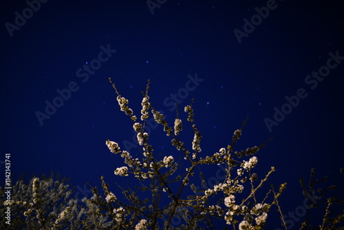 Cherry trees in bloomery photo