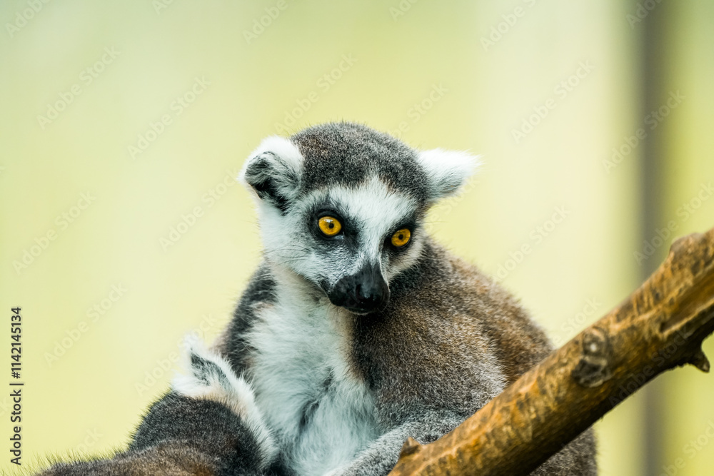 Obraz premium Portrait of a ring-tailed lemur. Animal in close-up. Lemur Catta