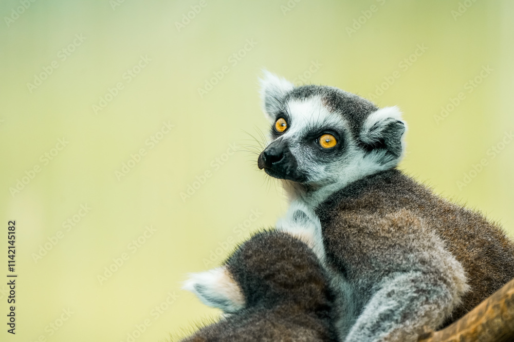 Fototapeta premium Portrait of a ring-tailed lemur. Animal in close-up. Lemur Catta 