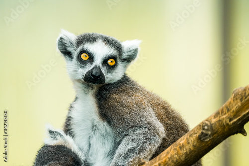 Portrait of a ring-tailed lemur. Animal in close-up. Lemur Catta
 photo