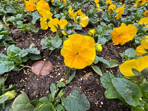 Blooming yellow pansy flowers in the garden. Cortinarius violaceus, violet webcap, violet cort. Yellow pansy viola cornuta tricolor, viola wittrockiana, violaceae, heartsease a wildflower.
 photo